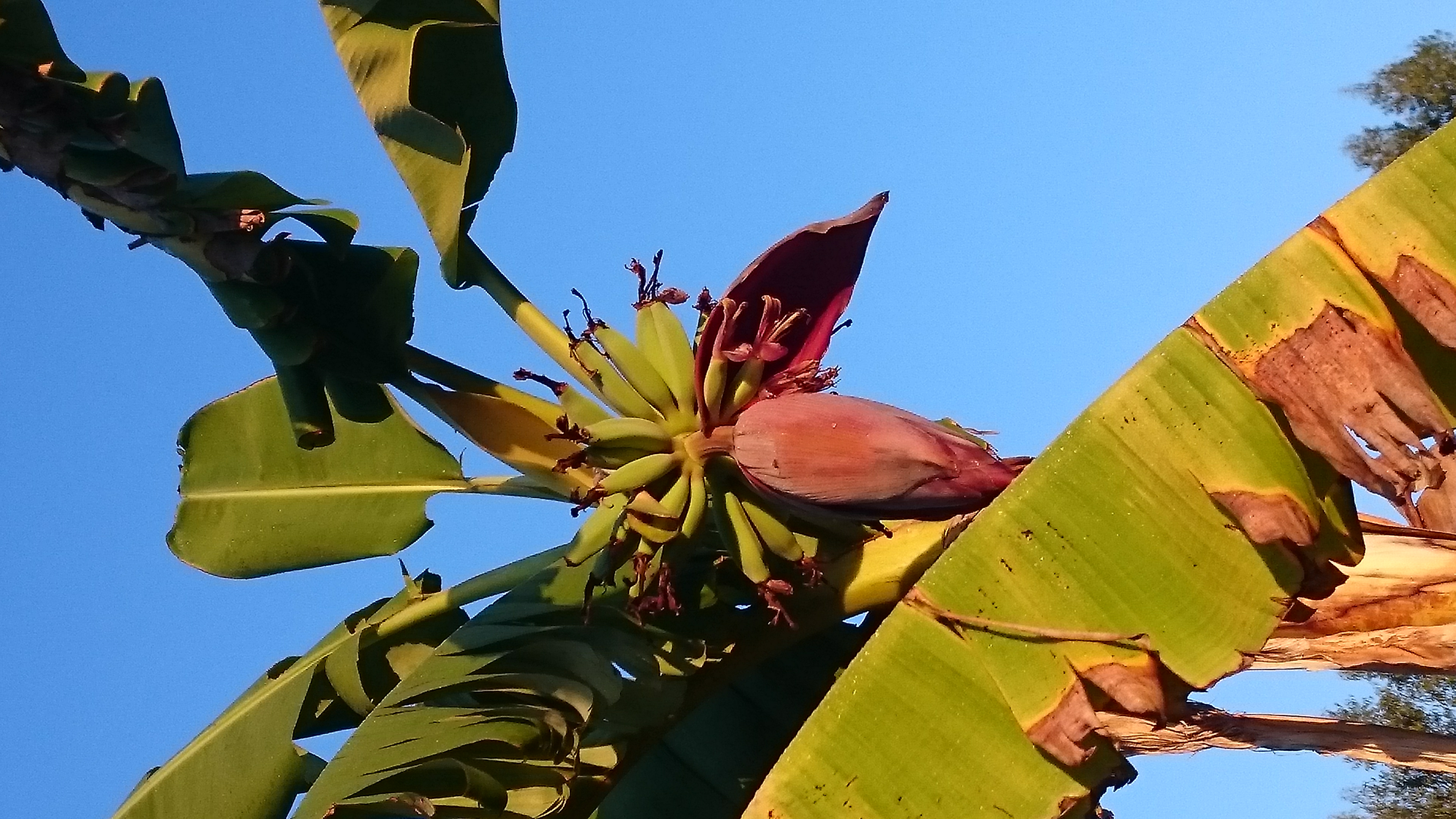 Bananenblüte